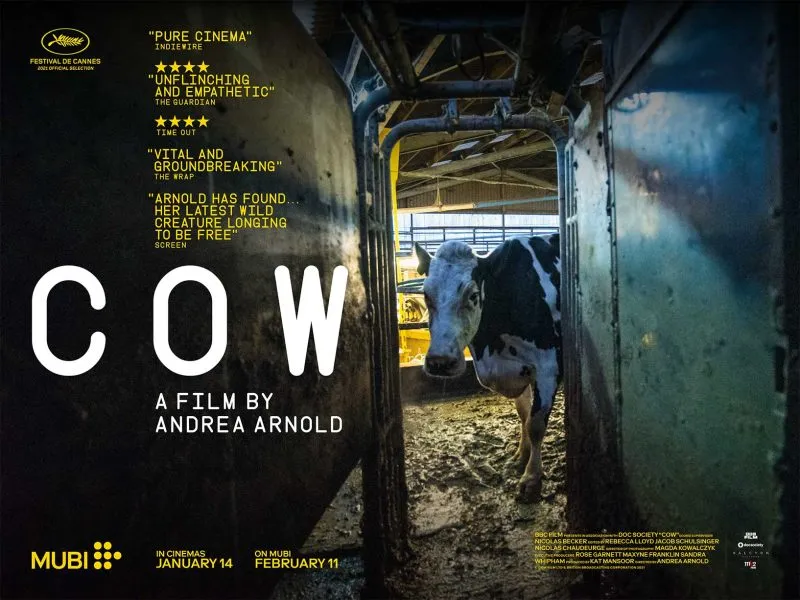 Cow